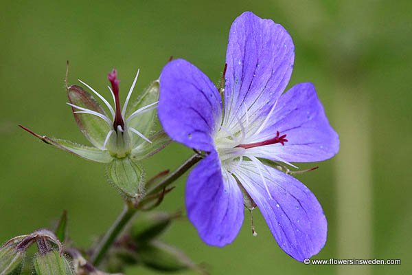 Flowers in Sweden (Vilda blommor i Sverige - Svenska blommor, Sverige vilda växter)