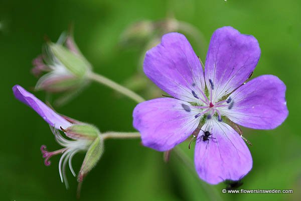 Sweden, Wildflowers, Travel, Nature