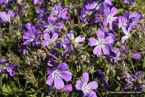 Sweden Wildflowers and native plants