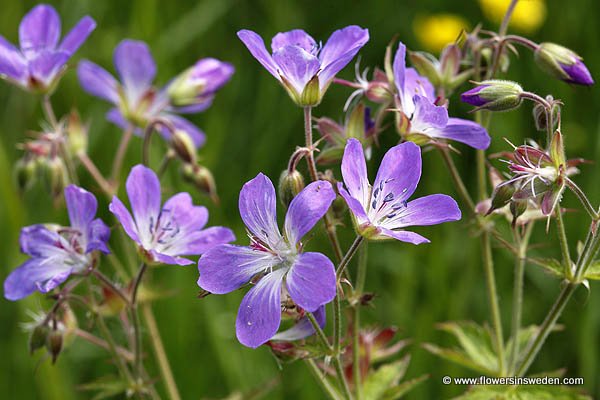 vilda blommor i Sverige