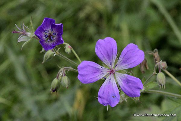 Bloemen in Zweden