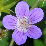 Geranium sylvaticum - Sweden Wildflowers