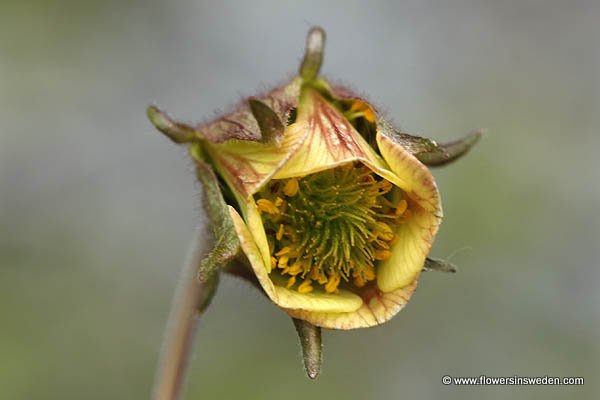 Sweden Flowers, Send Flowers Online