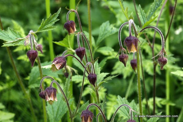 Flowers of Sweden, Botany, Nature