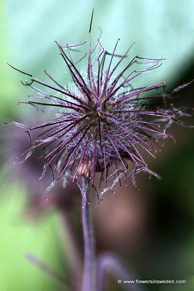 Geum rivale, Humleblomster, Bach-Nelkenwurz, Knikkend nagelkruid, Water Avens