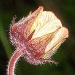 Geum rivale - Sweden Wildflowers