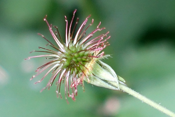 Geum urbanum, Nejlikrot, Echte Nelkenwurz, Geel nagelkruid, Wood Aven