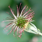 Geum urbanum - Sweden Wildflowers