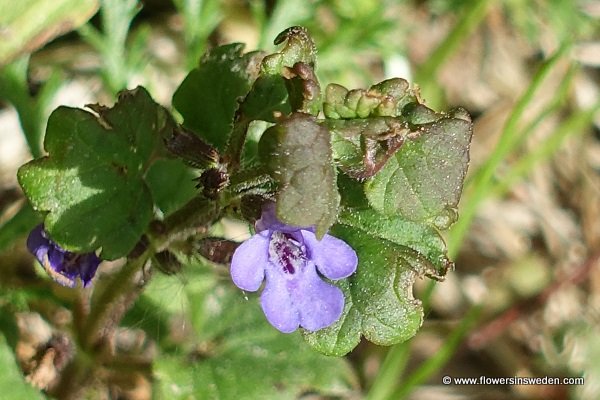 Flowers in Sweden, Wildflowers, Nature