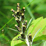 Gnaphalium sylvaticum - Sweden Wildflowers