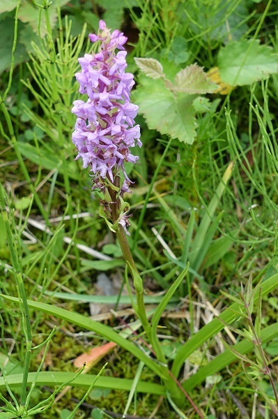 Sweden Flowers, Gymnadenia conopsea, Brudsporre, Mücken-Händelwurz, Grote muggenorchis, Fragrant Orchid