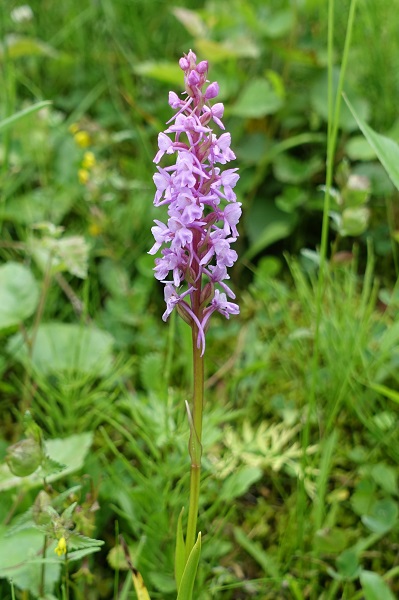 Flowers in Sweden, Wildflowers, Nature