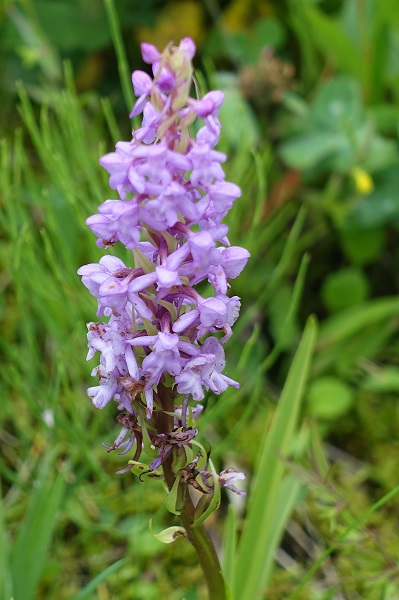 Gymnadenia conopsea, Brudsporre, Mücken-Händelwurz, Grote muggenorchis, Fragrant Orchid