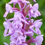 Gymnadenia conopsea - Sweden Wildflowers