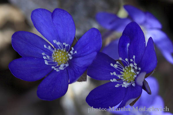 Bloemen in Zweden - Vilda blommor i Sverige - Svenska blommor, Sverige vilda växter