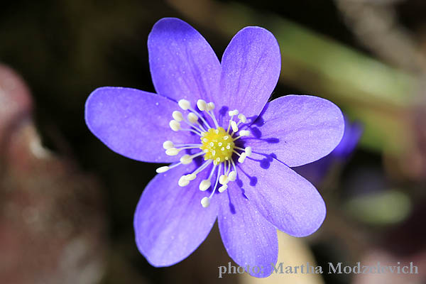 Sweden, Botany, Flowers, Nature