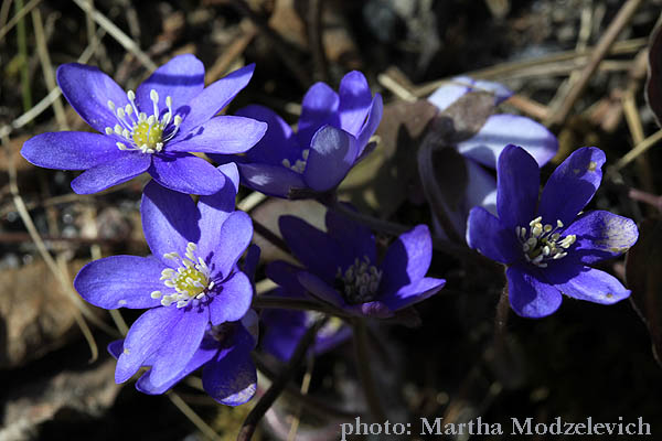 Hepatica nobilis, Hepatica triloba, Anemone hepatica, Blåsippa, Leberblümchen, Leverbloem, Liverleaf