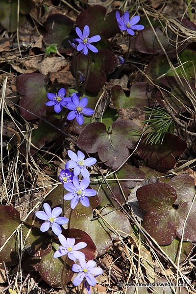 Zweden, Bloemen, Natuur, Reizen