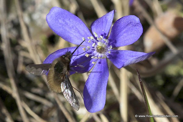 Vilda blommor i Sverige