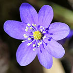 Hepatica nobilis - Sweden Wildflowers