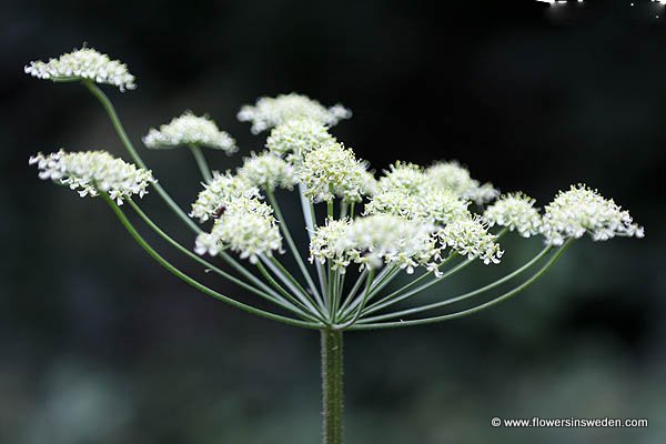 Sweden, Wildflowers, Nature, Travel