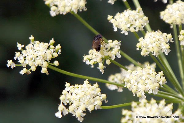 Bloemen in Zweden, Natuur, Reizen