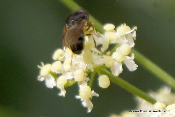 Vilda blommor i Sverige