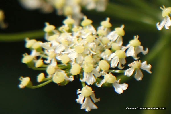 Sweden, Nature, Travel, Wild Flowers