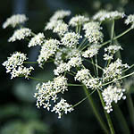 Heracleum sphondylium - Sweden Wildflowers