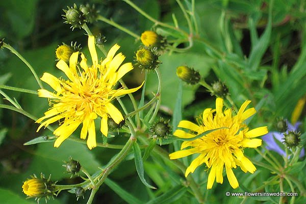 Flowers in Sweden - Vilda blommor i Sverige - Svenska blommor, Sverige vilda växter