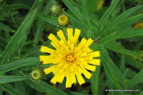 Flowers in Sweden - Vilda blommor i Sverige - Svenska blommor, Sverige vilda växter