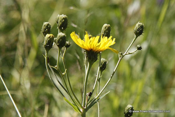 Flowers in Sweden - Vilda blommor i Sverige - Svenska blommor, Sverige vilda växter