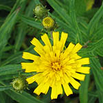 Hieracium umbellatum - Sweden Wildflowers