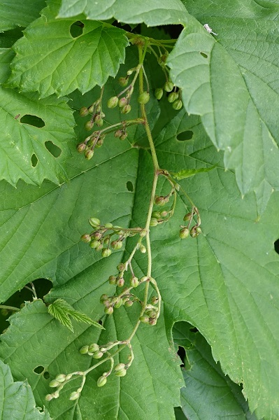 Sweden Flowers, Humulus lupulus, Humle, Hopfen, Hop, Common hop