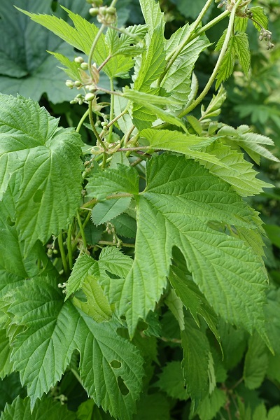 Flowers in Sweden, Wildflowers, Humulus lupulus, Humle, Hopfen, Hop, Common hop