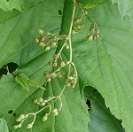 Humulus lupulus - Sweden Wildflowers