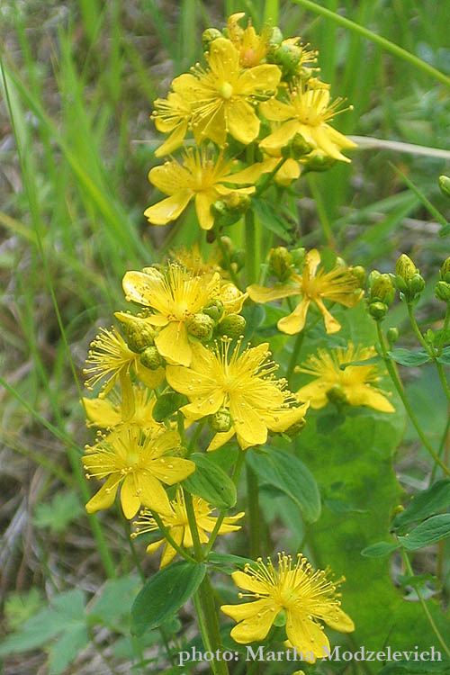 Sweden, Nature, Flowers, Botany