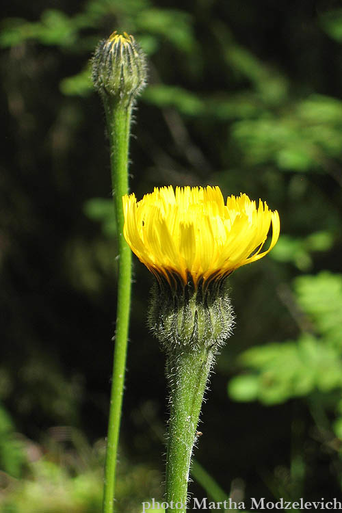 send flowers, Sweden, Flora, Vilda blommor i Sverige