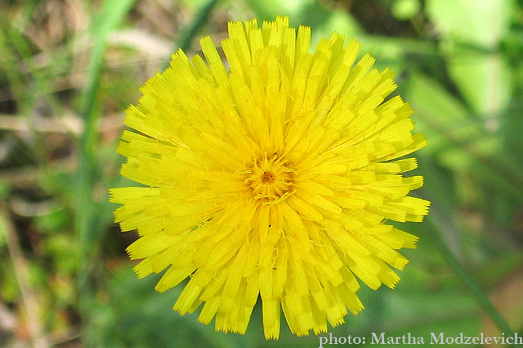 Sweden, Botany, Flowers, Nature