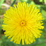 Hypochoeris maculata - Sweden Wildflowers