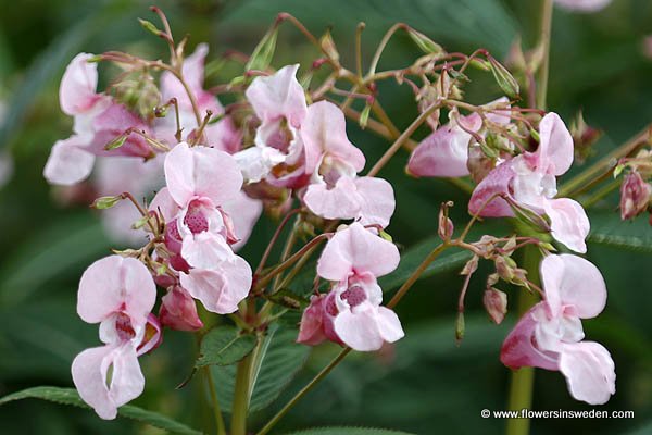 Flora, Sweden, Flowers, Ragunda