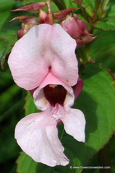 Sweden, Botany, Flowers, nature