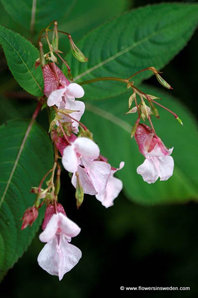 Impatiens glandulifera, Jättebalsamin, Indisches Springkraut, Reuzenbalsemien, Himalayan Balsam, Indian Balsam 