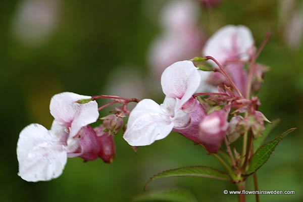 Vilda blommor i Sverige