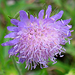 Knautia arvensis - Sweden, Flora, Online