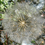 Lactuca serriola - Sweden, Flora, Online