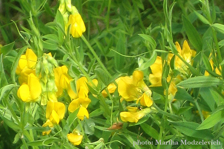 Sweden, Travel, Nature, Ragunda, Flowers