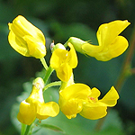 Lathyrus pratensis - Sweden, Flora, Online