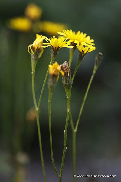 Sweden, Wildflowers, Nature, Botany, Travel