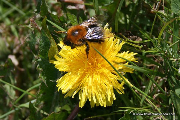 Bloemen in Zweden - Vilda blommor i Sverige